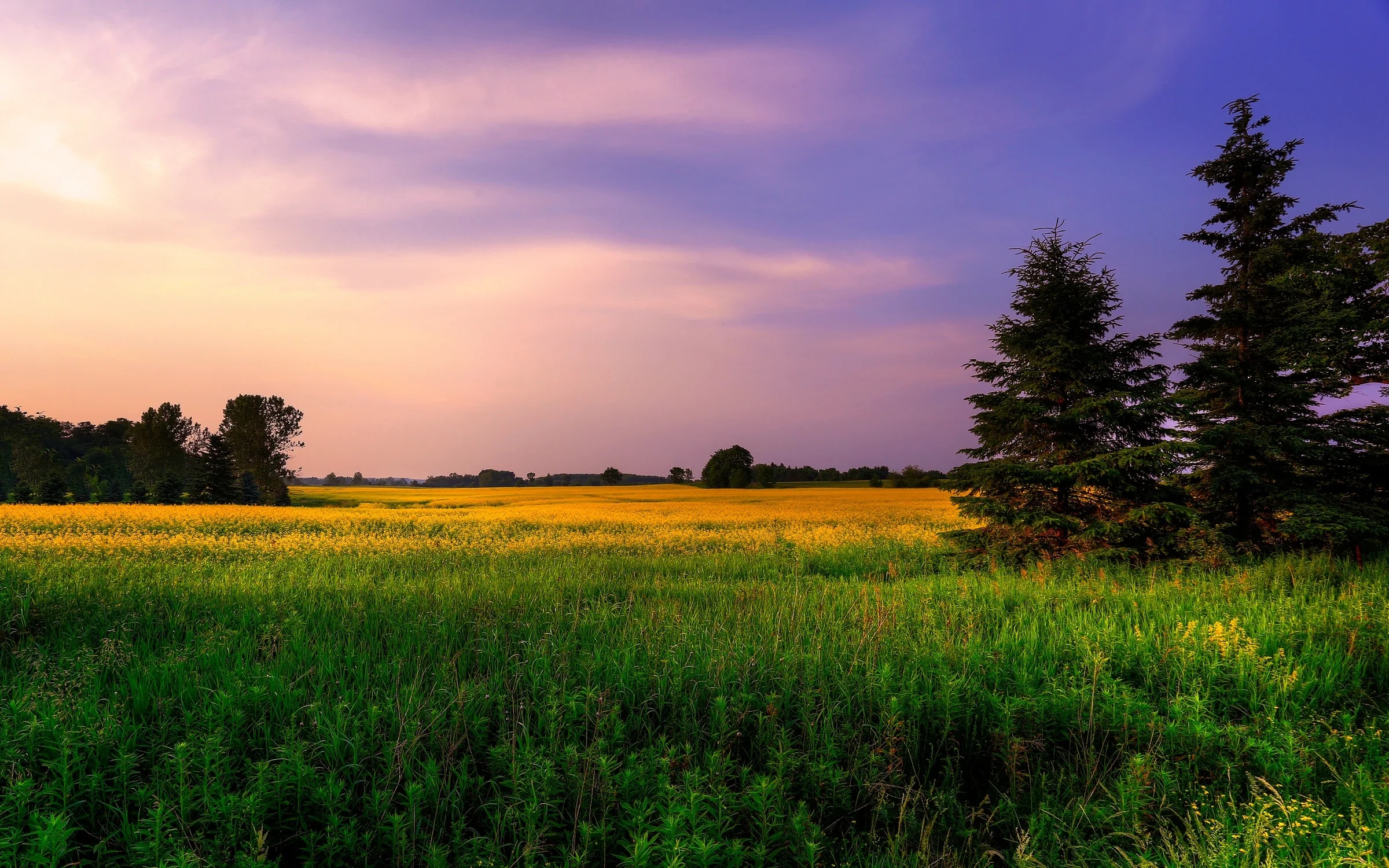 Oogstveld bij zonsondergang